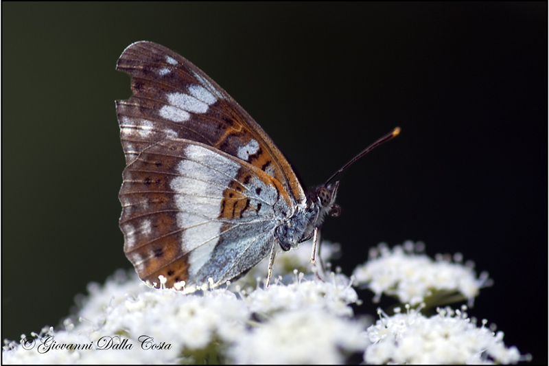 Limenitis camilla  